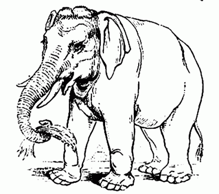 Asian elephant coloring page - Animals Town - Animal color sheets ...
