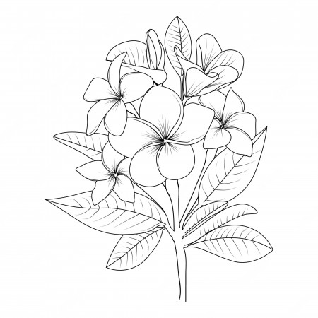 Premium Vector | Illustration sketch contour bouquet of frangipani flowers coloring  page isolated on white background