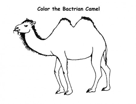 Free Printable Coloring Pages Camels | Cooloring.com