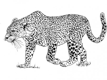 Leopard 3 Coloring Page - Free Printable Coloring Pages for Kids