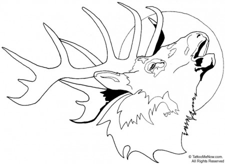 coloring pages of buck deer - Clip Art Library