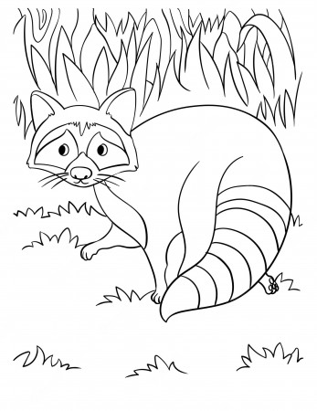Premium Vector | Racoon coloring page for kids
