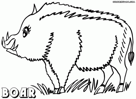 Boar coloring pages | Coloring pages to download and print