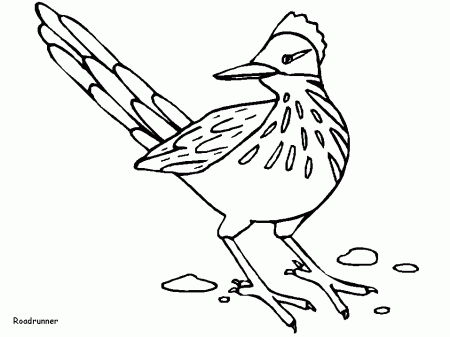 Roadrunner Animals Coloring Pages coloring page & book for kids.