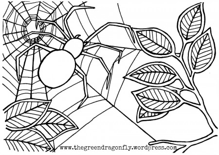 Spider web coloring sheet – The Green ...