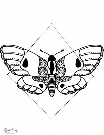 Moth Coloring Page - Etsy