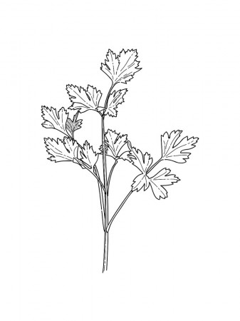 Parsley coloring pages. Download and print Parsley coloring pages