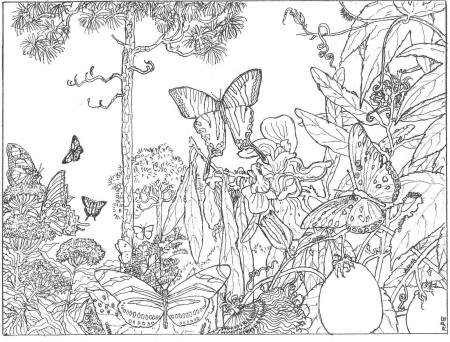 nature | Butterfly coloring page, Detailed coloring pages, Enchanted forest coloring  book
