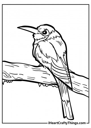 Unique Bird Coloring Pages (Updated 2023)