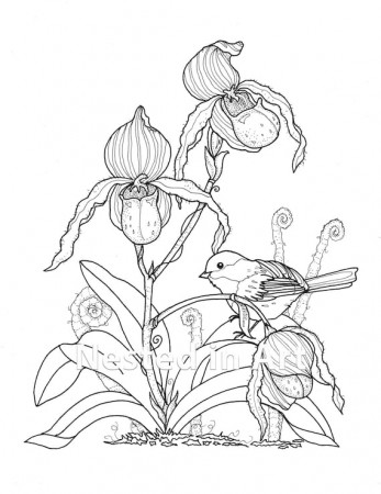 Adult Coloring Page Bird and Lady Slipper Orchids DIGITAL - Etsy