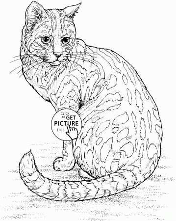 Realistic Cat coloring page for kids, animal coloring pages ...