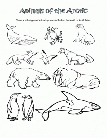 Free Coloring Pages Of Arctic Animals - Coloring Page