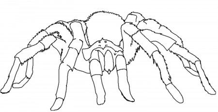 Printable Spider Coloring Pages | Coloring Me