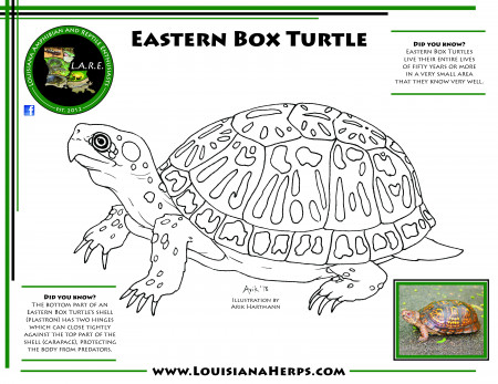 L.A.R.E. Coloring Pages | Brad Glorioso's Personal Website Amphibians and  Reptiles of Louisiana