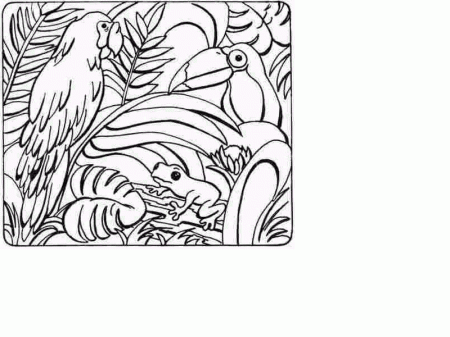 Rainforest coloring pages to download and print for free