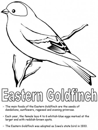 Eastern American Goldfinch Coloring Page | Bird coloring pages, Coloring  pages, Goldfinch