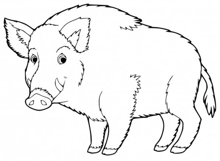 Boar 1 Coloring Page - Free Printable Coloring Pages for Kids