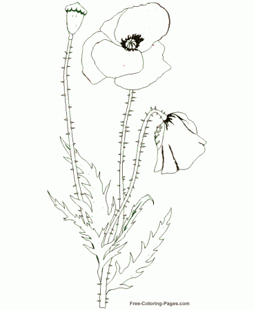 Flower coloring pages - Poppy 02