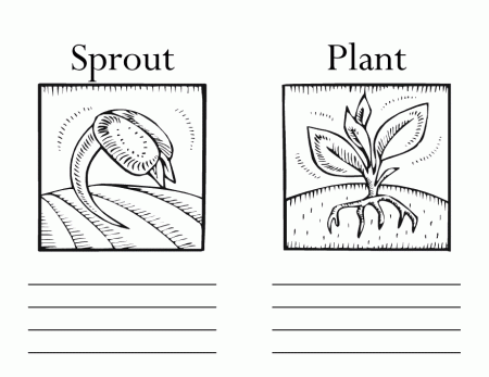 How Do Plants Grow Blank Book pg 4 - Woo! Jr. Kids Activities