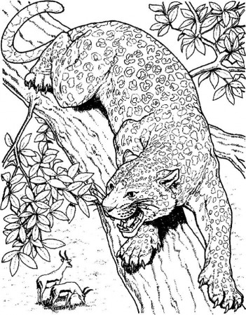 Leopard Coloring Pages Printable PDF - Coloringfolder.com | Cat coloring  page, Animal coloring pages, Coloring pages