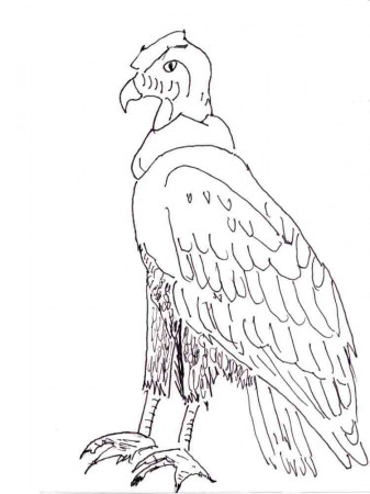 Condor coloring pages. Download and print Condor coloring pages