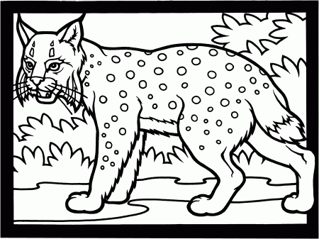 Free Lynx Coloring Pages