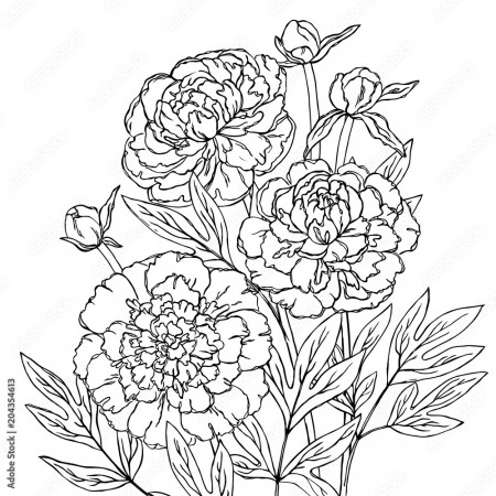 vector contour peony rose flowers coloring book hand drawn pattern Stock  Vector | Adobe Stock