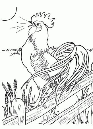 realistic chicken coloring pages - Clip Art Library