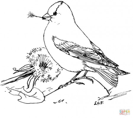 American Goldfinch Feeds Dandelion Seeds coloring page from Goldfinch  category. Select from 27606 printable crafts… | Bird coloring pages,  Goldfinch, Coloring pages