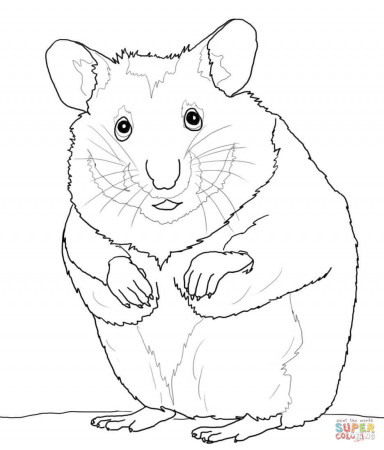 Hamsters coloring pages | Free Coloring Pages