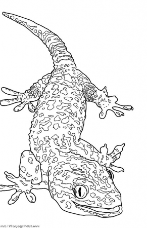 Giant Gecko Lizard Coloring Pages - Download & Print Online Coloring Pages  for Free | Color Nimbus in 2023 | Cute lizard, Coloring pages, Cute coloring  pages