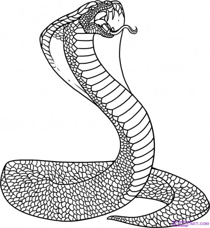 Free Cobra Drawing, Download Free Clip Art, Free Clip Art on Clipart Library