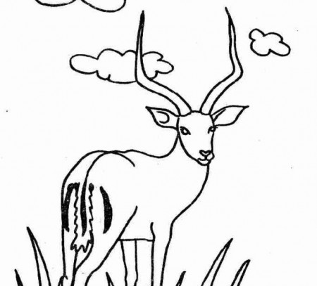 Coloring pages: Coloring pages: Gazelle, printable for kids & adults, free