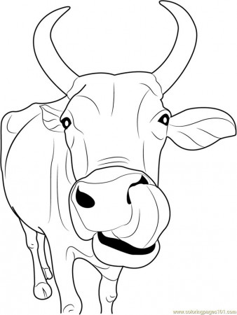 Cow coloring pages, Cow drawing, Cow colour