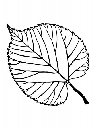 Leaf Coloring Pages Printable | Activity Shelter