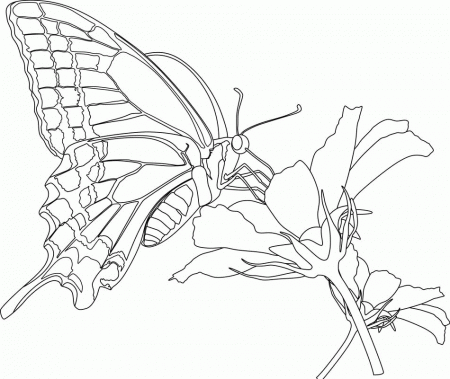 Butterflies With Flowers Coloring Kids - Butterfly Coloring Pages 