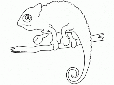 Chameleon Coloring Page Free Coloring Pages For Kids 286561 