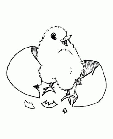 Easter Chick Coloring Pages - Baby Chick easter coloring pages 