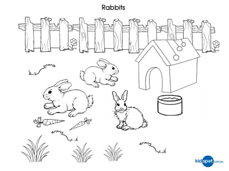 Rabbits - Free Printable - Colouring Pages