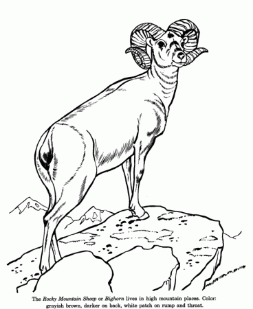 Wild Animal Coloring Pages | Animal Identification drawings 