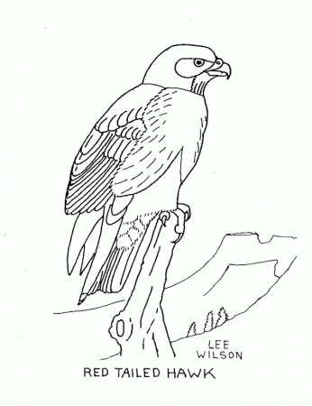 Red Tailed Hawk Coloring Page Coloring Online Coloring Games 