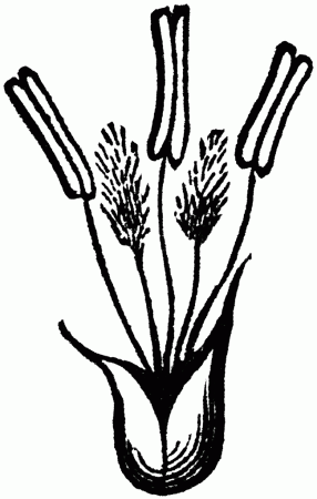 Timothy Grass | ClipArt ETC