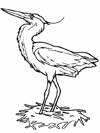 Coloring Page - Bird coloring pages 27