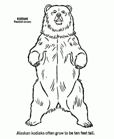 a bear standing up Colouring Pages