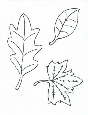 Viewing Gallery For Leaf Coloring Page 16355 Oak Leaf Coloring Page