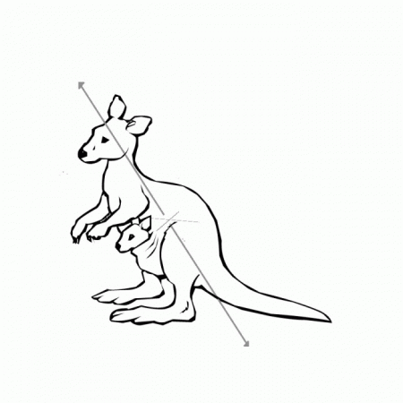 Kangaroo Color Pictures | 99coloring.com