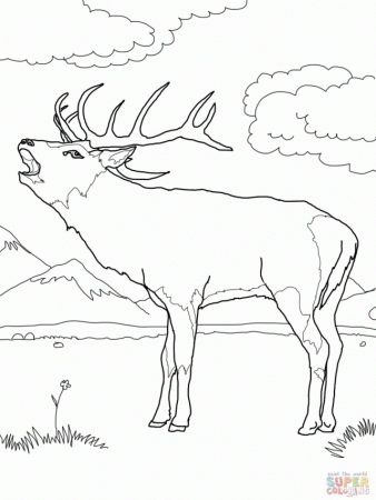 Name Red Deer Coloring Page Resolution Image Id 89323 139956 Red 