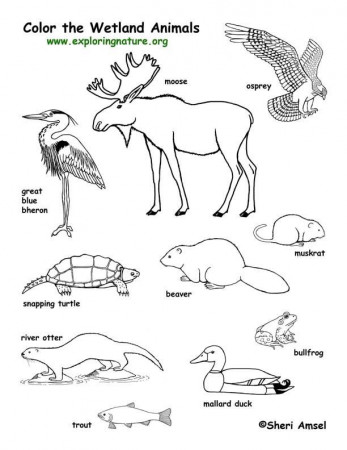 Wetland Animals Coloring Page -- Exploring Nature Educational Resource