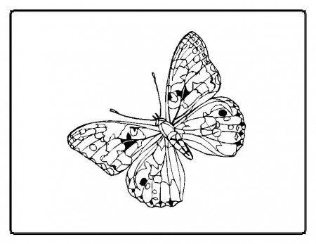 Butterfly Coloring Pages - Moms Who Think