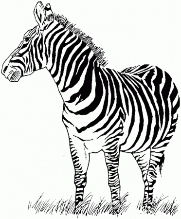 Kids Coloring Pages Zebra Coloring Pages Coloring Pages For 227926 